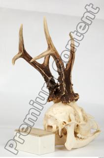 Skull Deer 0057